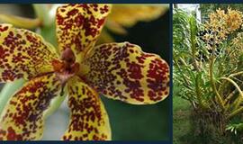 Didžiausia pasaulyje orchidėja auga Brazilijoje