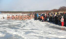 Palangoje - stintų ir ruonių šventė