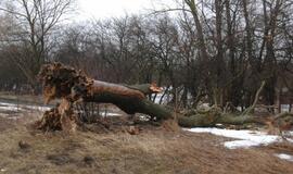 Klaipėdoje siaučia stiprus vėjas