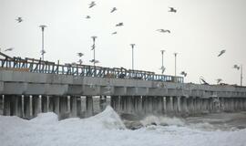 Palangoje - stintų ir ruonių šventė