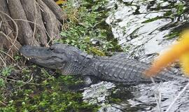 Florida. Amžinos vasaros valstija