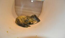 Jūrų muziejuje gimė du ruoniukai