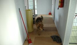 Atstatyta gyvūnų prieglauda "5 pėdutės"