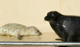 Jūrų muziejuje gimė du ruoniukai