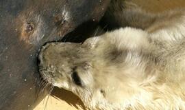 Jūrų muziejuje gimė du ruoniukai