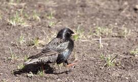 Balandžio 16-oji: vardadieniai, dangaus kūnai, istorija