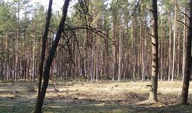 Grybinė liga retina Palangos miškus