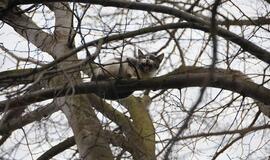 Niekas nenorėjo nukelti medyje įstrigusio katino