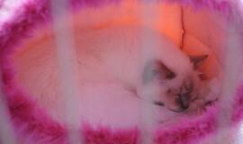 Klaipėdoje - tarptautinė kačių paroda