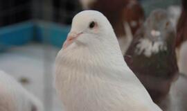 Balandžių paroda "Akropolyje"