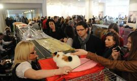 Klaipėdoje - tarptautinė kačių paroda