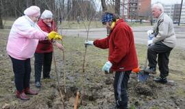 Sodinami medeliai "Draugystės" parke