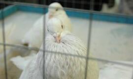 Balandžių paroda "Akropolyje"