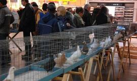 Balandžių paroda "Akropolyje"