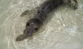 Jūrų muziejuje - dar vienas ruoniukas