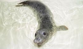 Jūrų muziejuje - dar vienas ruoniukas