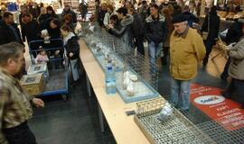 Balandžių paroda "Akropolyje"