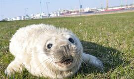 Jūrų muziejuje - dar vienas ruoniukas