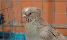 Balandžių paroda "Akropolyje"