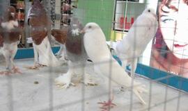 Balandžių paroda "Akropolyje"