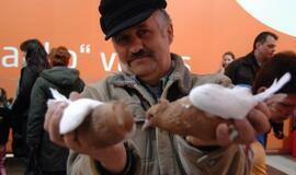 Balandžių paroda "Akropolyje"