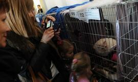 Klaipėdoje - tarptautinė kačių paroda