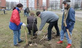 Sodinami medeliai "Draugystės" parke