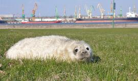 Jūrų muziejuje - dar vienas ruoniukas