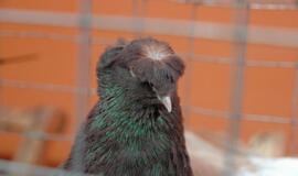 Balandžių paroda "Akropolyje"