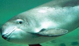 Pažymima Baltijos jūros kiaulės diena