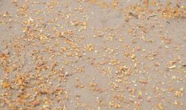 Pajūrį barstė gintarais dosni Neptūno sauja