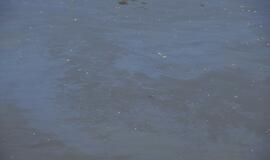 Danės upėje pastebėtos teršalų dėmės