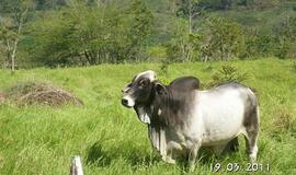 Kolumbija, mano meile