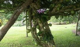 Kolumbija, mano meile