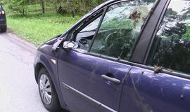 Kelyje į Girulius krito briedis