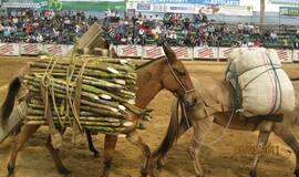 Kolumbija, mano meile