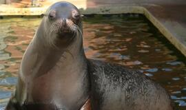 Delfinus pavaduoja Kalifornijos jūrų liūtai