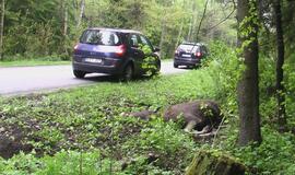 Kelyje į Girulius krito briedis