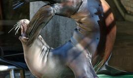 Delfinus pavaduoja Kalifornijos jūrų liūtai