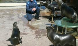 Delfinus pavaduoja Kalifornijos jūrų liūtai