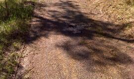 Naikinamas dviračių takas