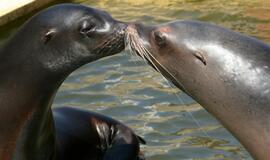 Delfinus pavaduoja Kalifornijos jūrų liūtai