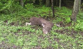 Kelyje į Girulius krito briedis