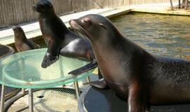 Delfinus pavaduoja Kalifornijos jūrų liūtai