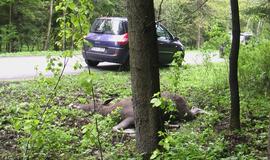 Kelyje į Girulius krito briedis