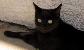 Prietarai: Kas atneša laimę, o kas - nelaimę?