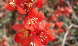 Kaip dauginti svarainius?