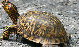 Niujorko oro uoste skrydžius sutrikdė vėžliai