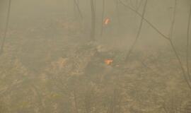 Gaisras Šilutės rajono durpyne