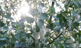 Klaipėdą apgaubė tuopų pūkų kilimas